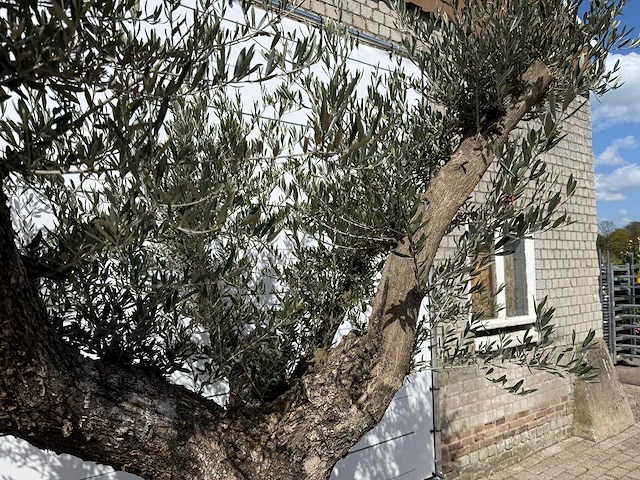 Olijfboom bonsai vertakt - olea europaea - ca. 80 jaar oud - hoogte ca. 280 cm - afbeelding 9 van  9