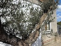 Olijfboom bonsai vertakt - olea europaea - ca. 80 jaar oud - hoogte ca. 280 cm - afbeelding 9 van  9
