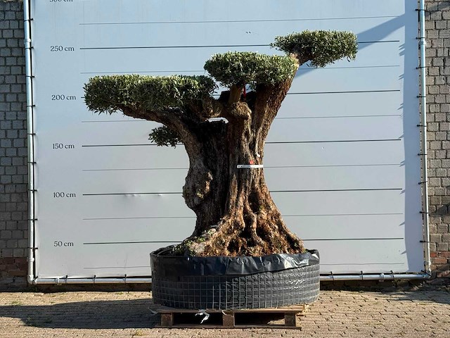 Olijfboom bonsai vertakt pompom xxl - olea europaea - ca. 200 jaar oud - hoogte ca. 250 cm - afbeelding 1 van  7