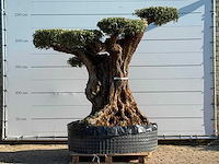 Olijfboom bonsai vertakt pompom xxl - olea europaea - ca. 200 jaar oud - hoogte ca. 250 cm - afbeelding 2 van  7