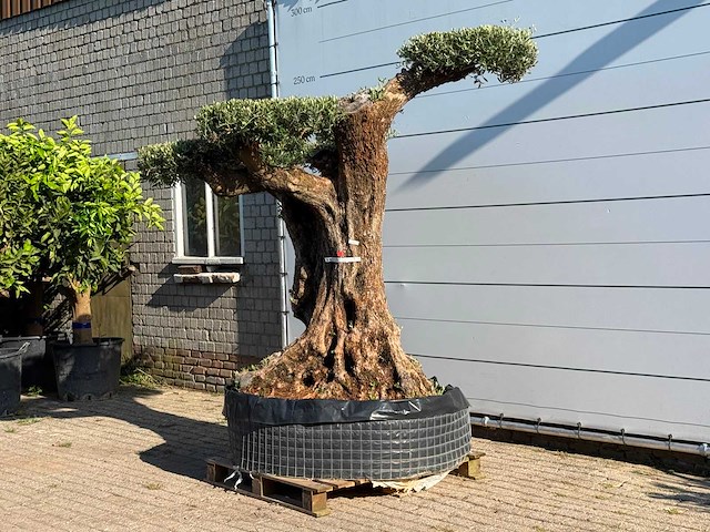Olijfboom bonsai vertakt pompom xxl - olea europaea - ca. 200 jaar oud - hoogte ca. 250 cm - afbeelding 3 van  7
