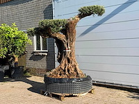 Olijfboom bonsai vertakt pompom xxl - olea europaea - ca. 200 jaar oud - hoogte ca. 250 cm - afbeelding 3 van  7
