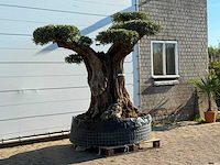Olijfboom bonsai vertakt pompom xxl - olea europaea - ca. 200 jaar oud - hoogte ca. 250 cm - afbeelding 4 van  7