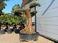 Olijfboom bonsai vertakt pompom xxl - olea europaea - ca. 200 jaar oud - hoogte ca. 250 cm - afbeelding 5 van  7