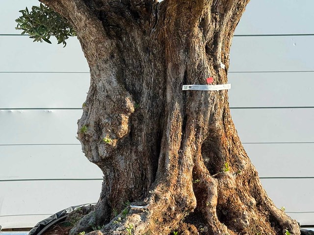 Olijfboom bonsai vertakt pompom xxl - olea europaea - ca. 200 jaar oud - hoogte ca. 250 cm - afbeelding 6 van  7