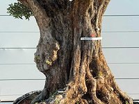 Olijfboom bonsai vertakt pompom xxl - olea europaea - ca. 200 jaar oud - hoogte ca. 250 cm - afbeelding 6 van  7