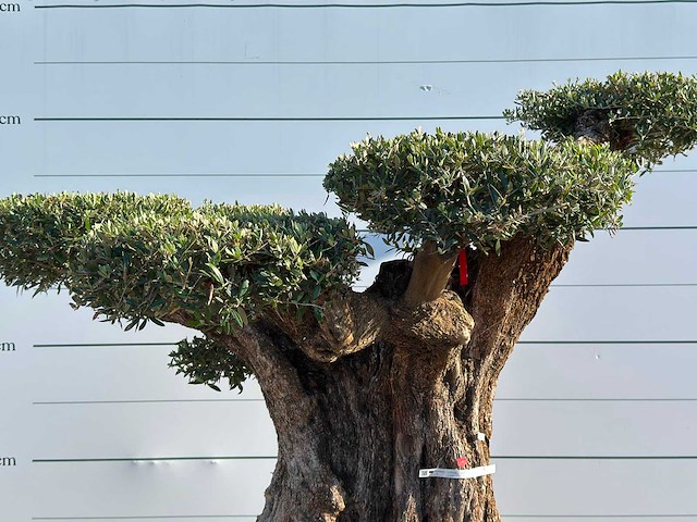 Olijfboom bonsai vertakt pompom xxl - olea europaea - ca. 200 jaar oud - hoogte ca. 250 cm - afbeelding 7 van  7