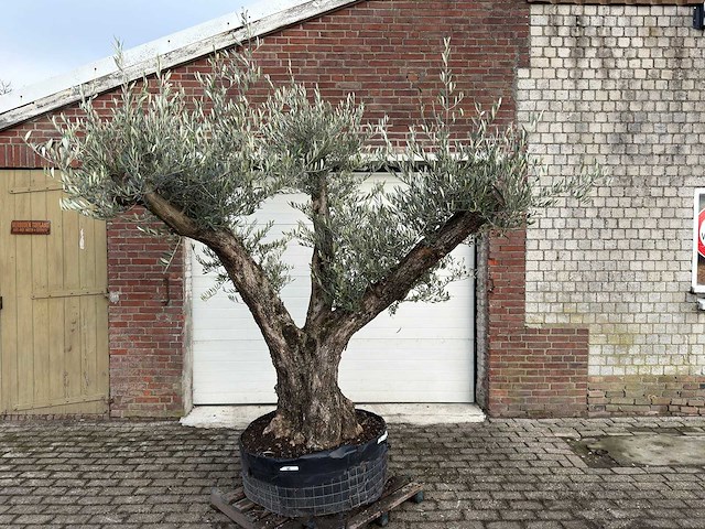 Olijfboom bonsai vertakt xl - olea europaea - 200 jaar oud - hoogte ca. 280 cm. - afbeelding 1 van  8