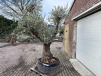 Olijfboom bonsai vertakt xl - olea europaea - 200 jaar oud - hoogte ca. 280 cm. - afbeelding 2 van  8