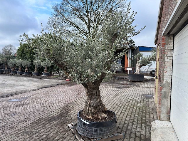 Olijfboom bonsai vertakt xl - olea europaea - 200 jaar oud - hoogte ca. 280 cm. - afbeelding 3 van  8