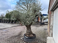 Olijfboom bonsai vertakt xl - olea europaea - 200 jaar oud - hoogte ca. 280 cm. - afbeelding 3 van  8