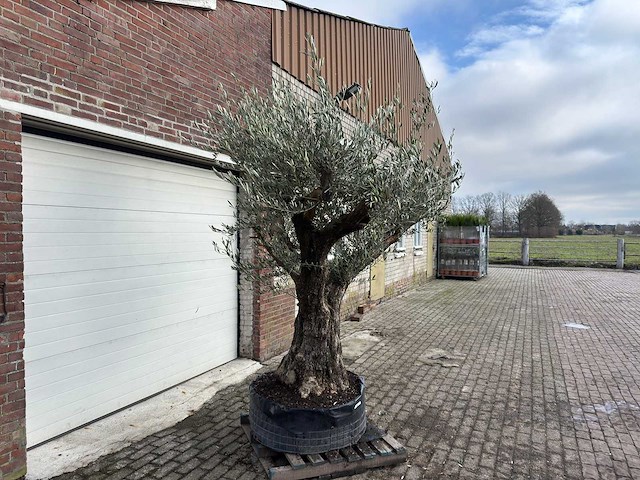Olijfboom bonsai vertakt xl - olea europaea - 200 jaar oud - hoogte ca. 280 cm. - afbeelding 4 van  8