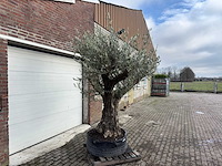 Olijfboom bonsai vertakt xl - olea europaea - 200 jaar oud - hoogte ca. 280 cm. - afbeelding 4 van  8