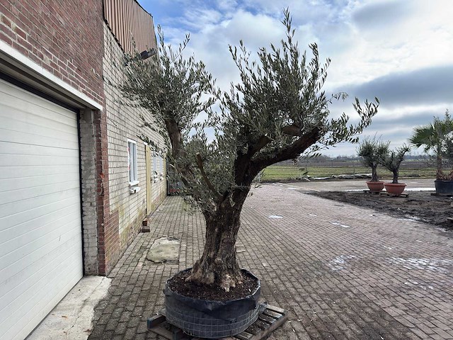 Olijfboom bonsai vertakt xl - olea europaea - 200 jaar oud - hoogte ca. 280 cm. - afbeelding 5 van  8