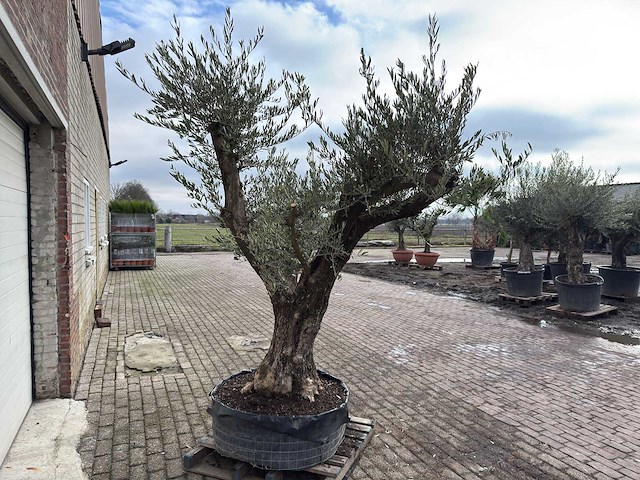Olijfboom bonsai vertakt xl - olea europaea - 200 jaar oud - hoogte ca. 280 cm. - afbeelding 6 van  8