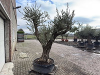Olijfboom bonsai vertakt xl - olea europaea - 200 jaar oud - hoogte ca. 280 cm. - afbeelding 6 van  8
