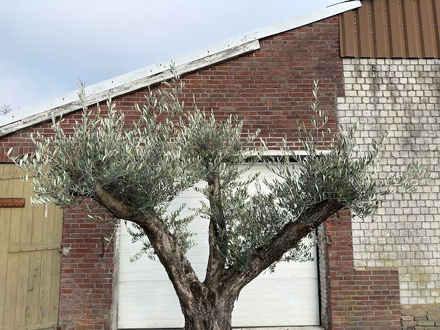 Olijfboom bonsai vertakt xl - olea europaea - 200 jaar oud - hoogte ca. 280 cm. - afbeelding 8 van  8