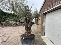 Olijfboom bonsai vertakt xl - olea europaea - 200 jaar oud - hoogte ca. 300 cm - afbeelding 2 van  8