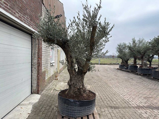 Olijfboom bonsai vertakt xl - olea europaea - 200 jaar oud - hoogte ca. 300 cm - afbeelding 8 van  8