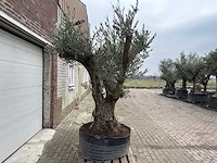 Olijfboom bonsai vertakt xl - olea europaea - 200 jaar oud - hoogte ca. 300 cm - afbeelding 8 van  8