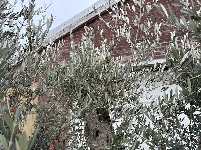 Olijfboom bonsai vertakt xl - olea europaea - 200 jaar oud - hoogte ca. 300 cm - afbeelding 3 van  8