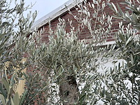 Olijfboom bonsai vertakt xl - olea europaea - 200 jaar oud - hoogte ca. 300 cm - afbeelding 3 van  8