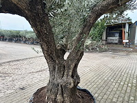 Olijfboom bonsai vertakt xl - olea europaea - 200 jaar oud - hoogte ca. 300 cm - afbeelding 7 van  8