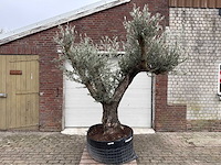 Olijfboom bonsai vertakt xl - olea europaea - 200 jaar oud - hoogte ca. 300 cm - afbeelding 1 van  6