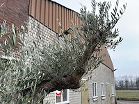 Olijfboom bonsai vertakt xl - olea europaea - 200 jaar oud - hoogte ca. 300 cm - afbeelding 6 van  6