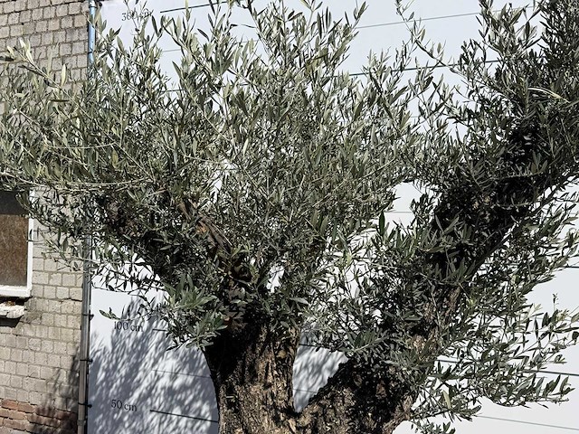 Olijfboom bonsai vertakt xl - olea europaea - ca. 100 jaar oud - hoogte ca. 250 cm - afbeelding 10 van  11
