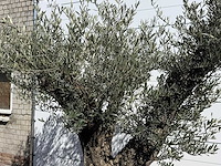 Olijfboom bonsai vertakt xl - olea europaea - ca. 100 jaar oud - hoogte ca. 250 cm - afbeelding 10 van  11
