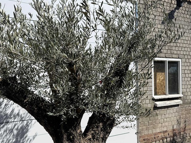 Olijfboom bonsai vertakt xl - olea europaea - ca. 100 jaar oud - hoogte ca. 250 cm - afbeelding 11 van  11