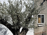 Olijfboom bonsai vertakt xl - olea europaea - ca. 100 jaar oud - hoogte ca. 250 cm - afbeelding 11 van  11