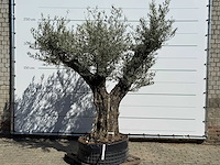 Olijfboom bonsai vertakt xl - olea europaea - ca. 100 jaar oud - hoogte ca. 250 cm - afbeelding 1 van  11