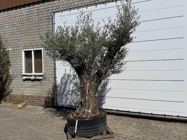 Olijfboom bonsai vertakt xl - olea europaea - ca. 100 jaar oud - hoogte ca. 250 cm - afbeelding 2 van  11