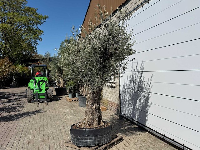 Olijfboom bonsai vertakt xl - olea europaea - ca. 100 jaar oud - hoogte ca. 250 cm - afbeelding 3 van  11