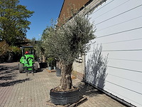 Olijfboom bonsai vertakt xl - olea europaea - ca. 100 jaar oud - hoogte ca. 250 cm - afbeelding 3 van  11