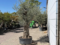 Olijfboom bonsai vertakt xl - olea europaea - ca. 100 jaar oud - hoogte ca. 250 cm - afbeelding 4 van  11