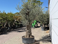 Olijfboom bonsai vertakt xl - olea europaea - ca. 100 jaar oud - hoogte ca. 250 cm - afbeelding 5 van  11
