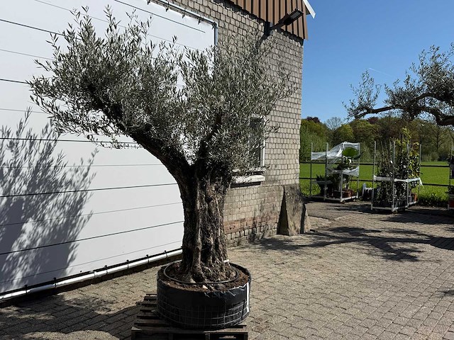Olijfboom bonsai vertakt xl - olea europaea - ca. 100 jaar oud - hoogte ca. 250 cm - afbeelding 6 van  11