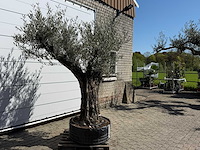 Olijfboom bonsai vertakt xl - olea europaea - ca. 100 jaar oud - hoogte ca. 250 cm - afbeelding 6 van  11