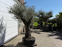 Olijfboom bonsai vertakt xl - olea europaea - ca. 100 jaar oud - hoogte ca. 250 cm - afbeelding 7 van  11