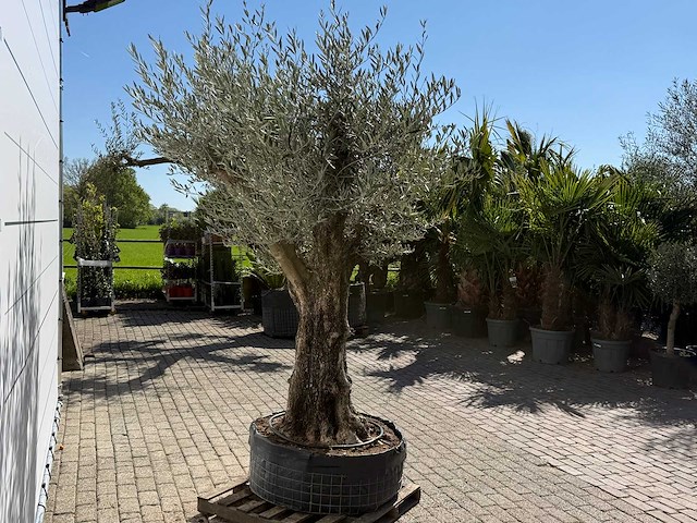 Olijfboom bonsai vertakt xl - olea europaea - ca. 100 jaar oud - hoogte ca. 250 cm - afbeelding 8 van  11