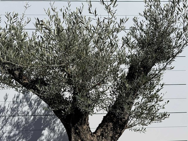 Olijfboom bonsai vertakt xl - olea europaea - ca. 100 jaar oud - hoogte ca. 250 cm - afbeelding 9 van  11