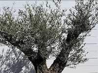 Olijfboom bonsai vertakt xl - olea europaea - ca. 100 jaar oud - hoogte ca. 250 cm - afbeelding 9 van  11
