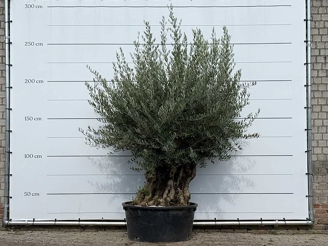 Olijfboom bonsai vertakt xl - olea europaea - ca. 100 jaar oud - hoogte ca. 250 cm - afbeelding 1 van  3