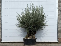 Olijfboom bonsai vertakt xl - olea europaea - ca. 100 jaar oud - hoogte ca. 250 cm