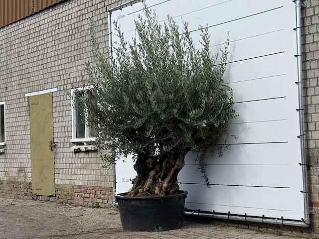 Olijfboom bonsai vertakt xl - olea europaea - ca. 100 jaar oud - hoogte ca. 250 cm - afbeelding 2 van  3