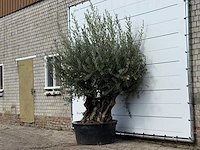 Olijfboom bonsai vertakt xl - olea europaea - ca. 100 jaar oud - hoogte ca. 250 cm - afbeelding 2 van  3