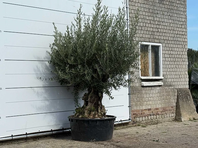 Olijfboom bonsai vertakt xl - olea europaea - ca. 100 jaar oud - hoogte ca. 250 cm - afbeelding 3 van  3
